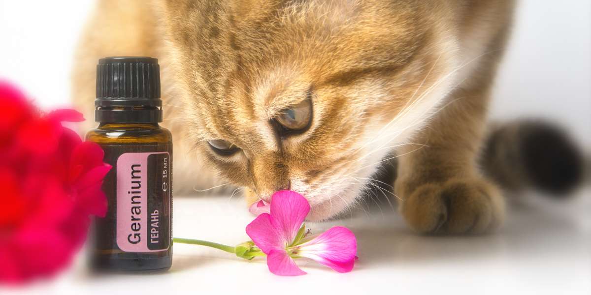 Óleo essencial para gatos: tudo o que você precisa saber antes de usar