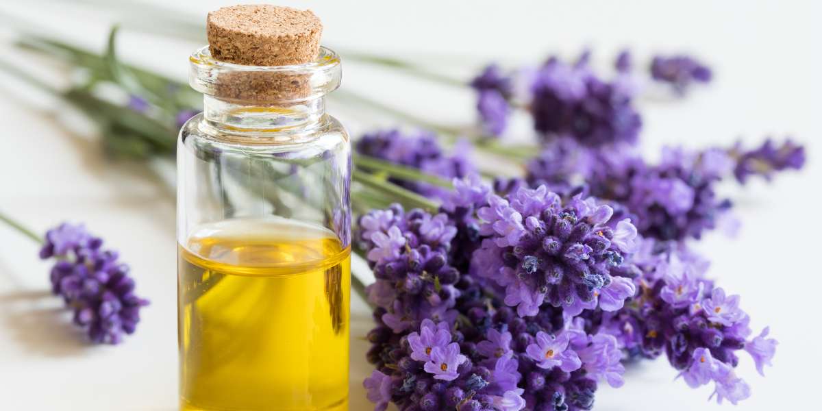 Óleo essencial de lavanda no cabelo: veja os benefícios e como usar