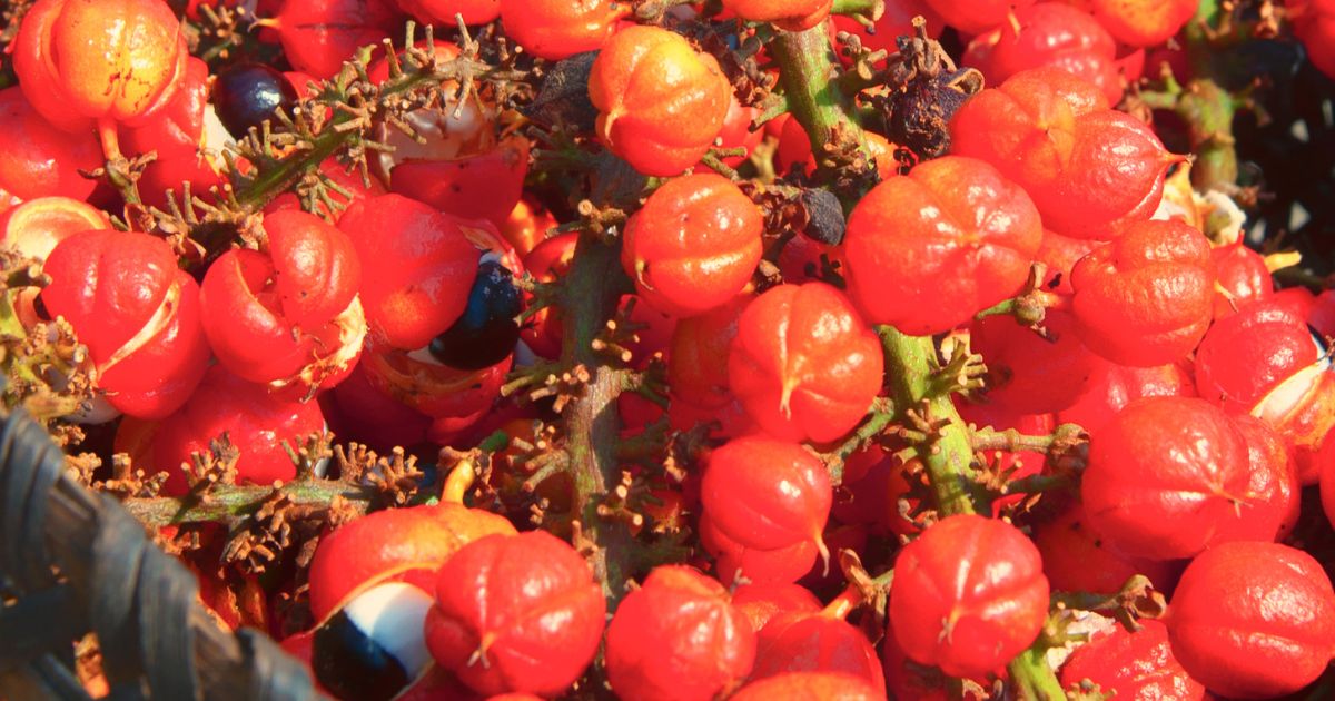 Guaraná Cipó