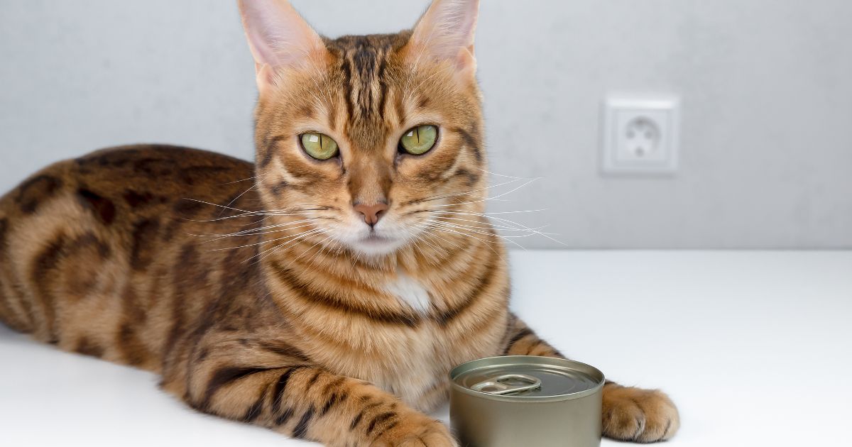 Gatos podem comer aveia