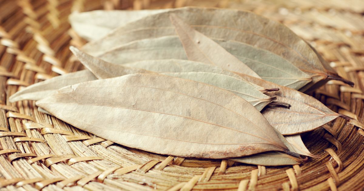 folha de Louro