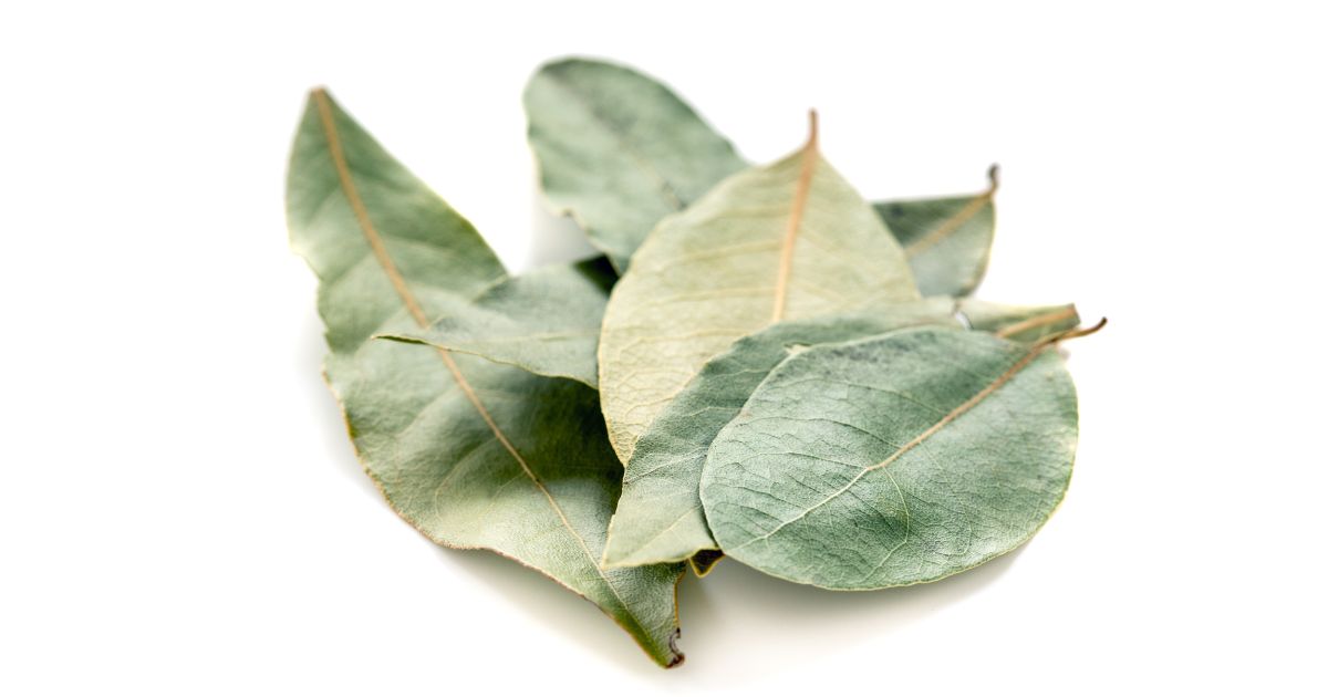 folha de Louro