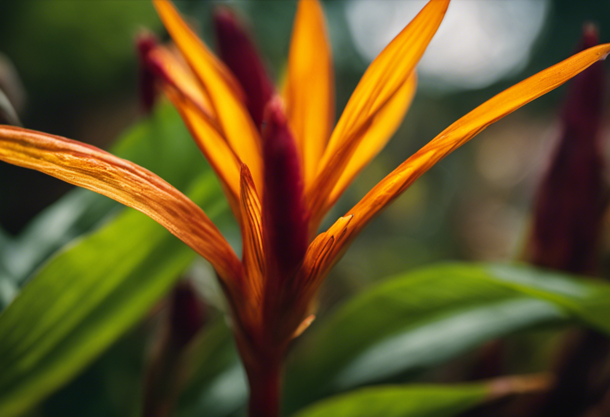 An image showcasing the diverse world of wild turmeric, with vibrant hues of golden yellow, fiery orange, and deep maroon