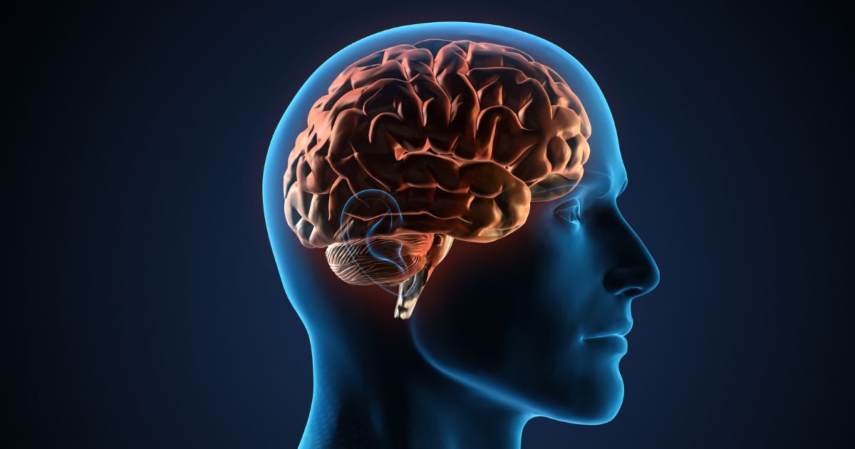 Gorduras Saudáveis para a Função Cerebral