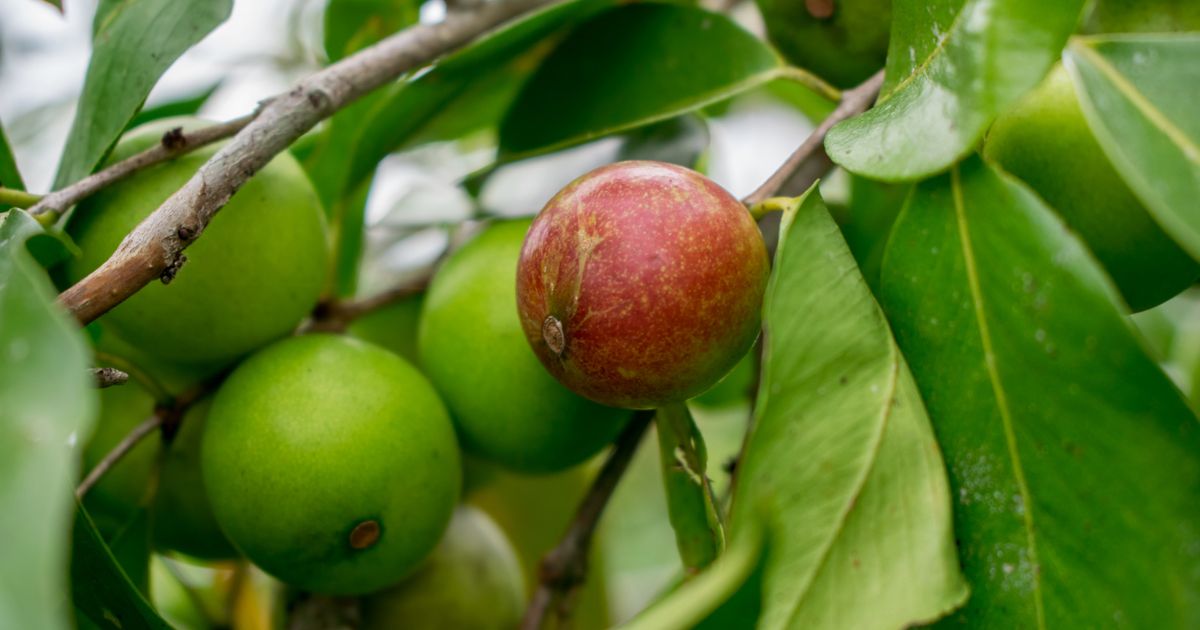 Benefícios Cognitivos do Camu Camu