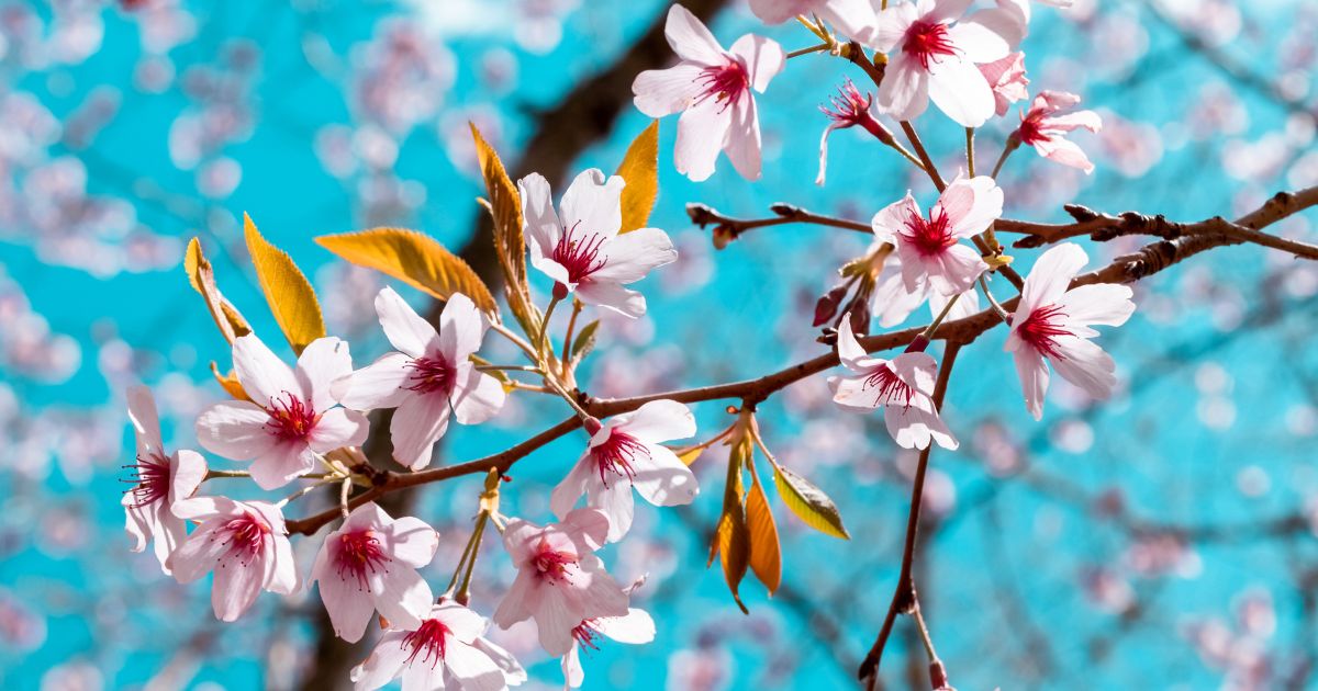 aromaterapia flor de cerejeira