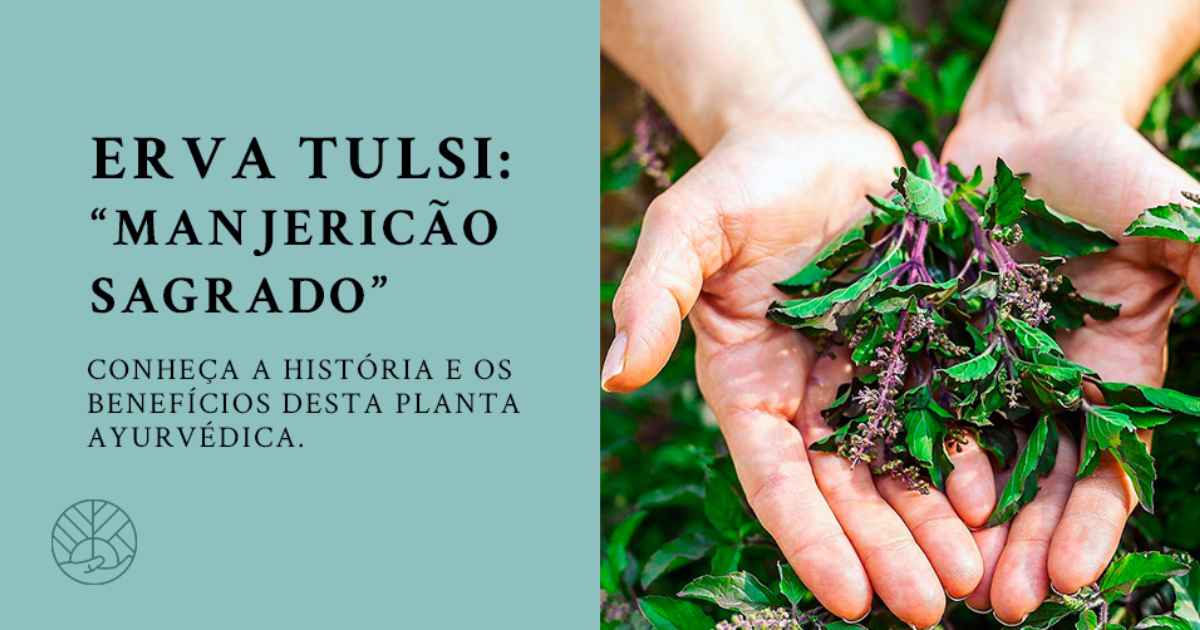 erva tulsi