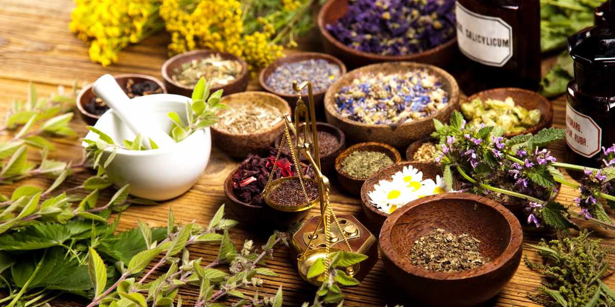 Quais São os Passos Essenciais para Cultivar Plantas Medicinais em Casa?